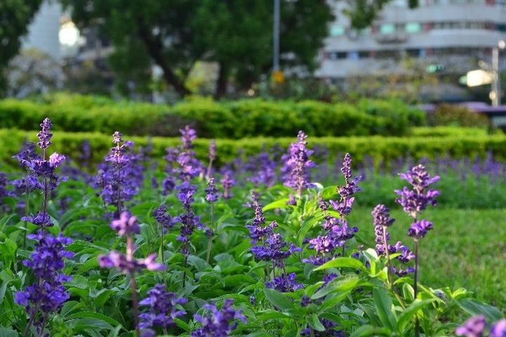 ▲仁愛圓環選用藍色系粉萼鼠尾草。　圖：臺北市政府工務局／提供