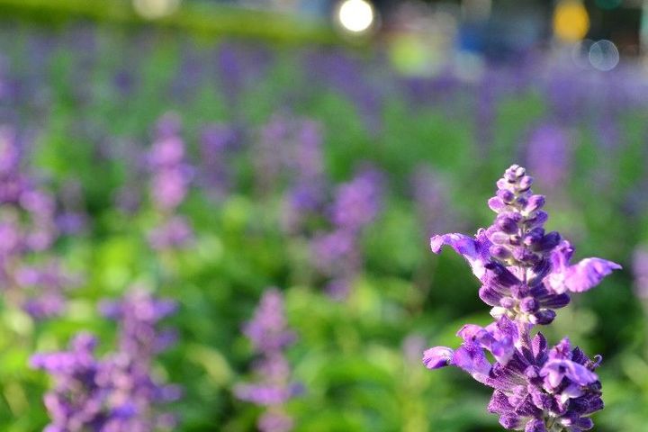 ▲藍色系粉萼鼠尾草一景。　圖：臺北市政府工務局／提供