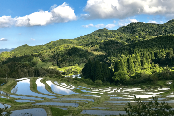 千葉縣鴨川的大山千枚田。　圖：千葉縣／提供