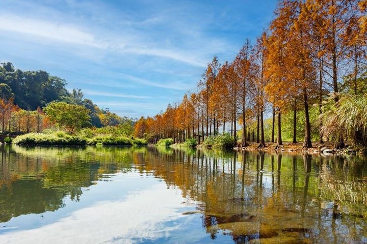 大溪月眉人工濕地落羽松季預計12月下旬開始變色。（目前尚未轉紅，照片僅供示意）。　圖：桃園市政府／提供 