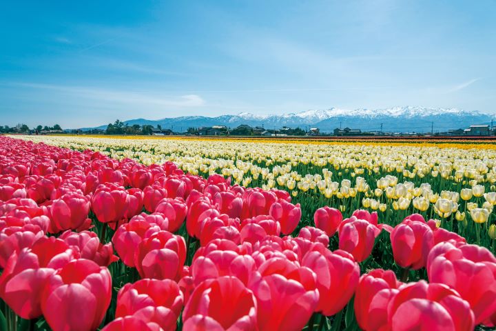 ▲入善花之路。　圖：日本富山縣／提供