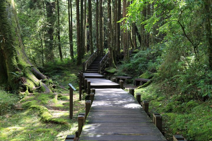 ▲阿里山森林步道前往神木遺跡。　圖：阿里山賓館／提供
