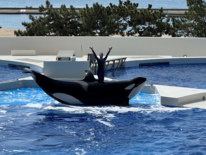 ▲精彩的虎鯨秀表演。　圖：向日遊／提供