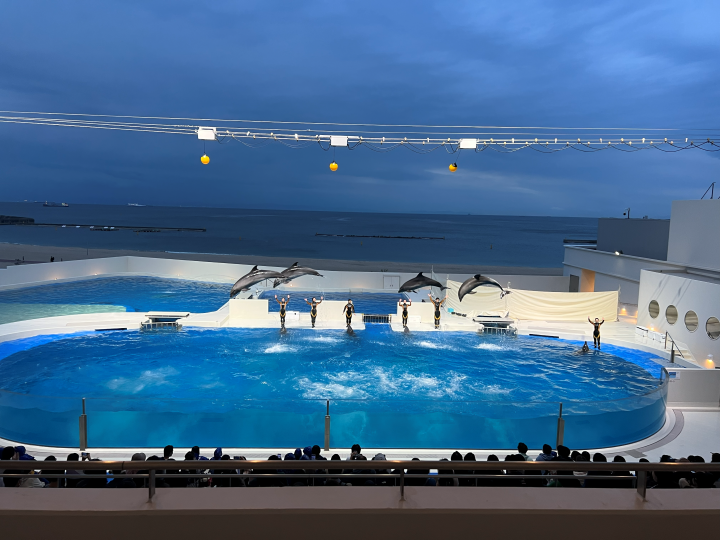 ▲海豚秀表演。　圖：向日遊／提供