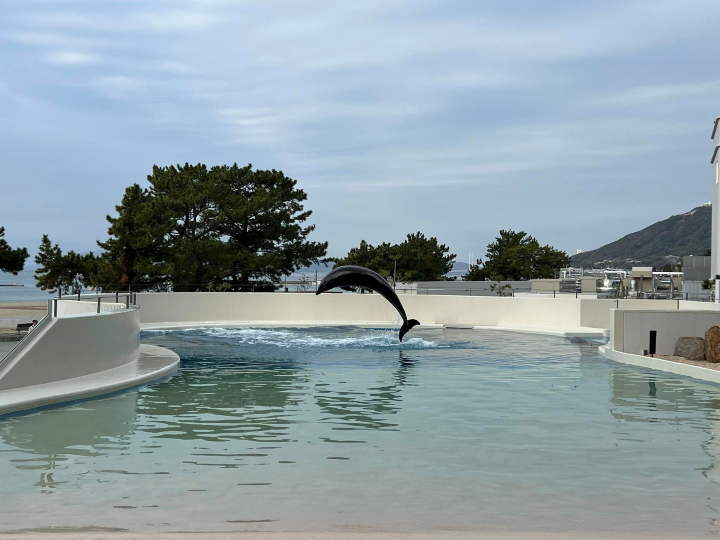 ▲飯店附設的海豚潟湖設施，入住即可預約接觸體驗。　圖：向日遊／提供