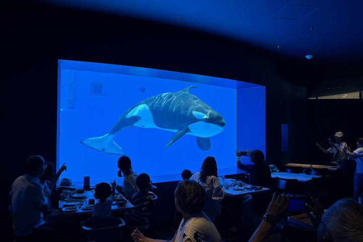 能與虎鯨共食的自助餐廳「BLUE OCEAN」。　圖：向日遊／提供