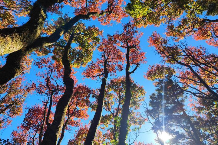 ▲繽紛多彩的大雪山秋季山景。（鴻凱／攝）　圖：林業保育署台中分署／提供