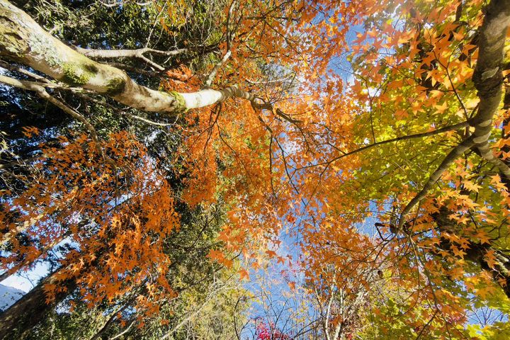 收費站楓紅景致。（宋源琦／攝）　圖：林業保育署台中分署／提供