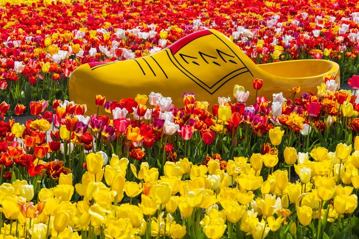 ▲每逢花期，庫肯霍夫公園有450萬株顏色各異的鬱金香與近300萬株的球莖花卉爭相鬥豔。　圖：shutterstock／來源