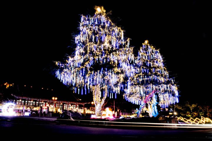 2025山谷燈光節兩棵高達28公尺的雪松，化身為「雲端上的耶誕樹」。　圖：參山國家風景區管理處／提供