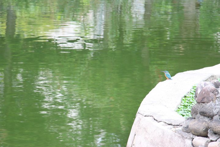 ▲偶爾也有神秘嘉賓加入生態，像是嬌小但吸睛的翠鳥。　圖：臺北市政府工務局／提供