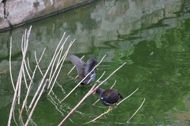 ▲青年公園九曲橋悠閒戲水的紅冠水雞。　圖：臺北市政府工務局／提供