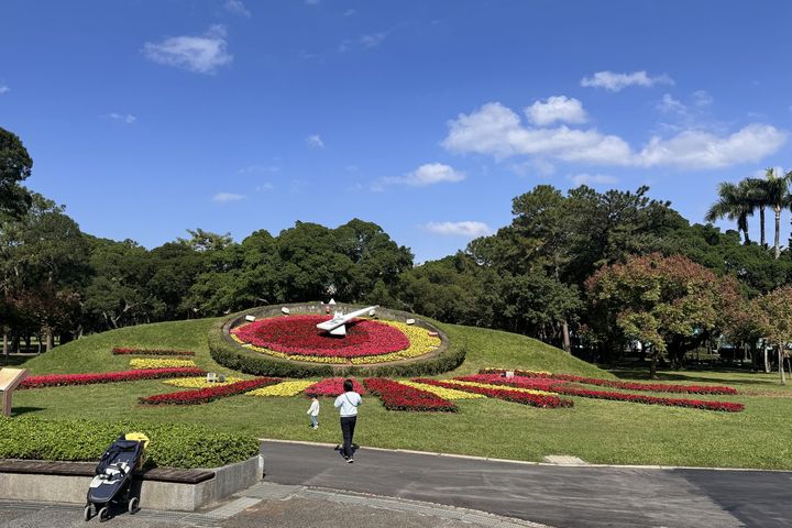 冬季最應景的聖誕紅為青年公園花鐘換裝。　圖：臺北市政府工務局／提供