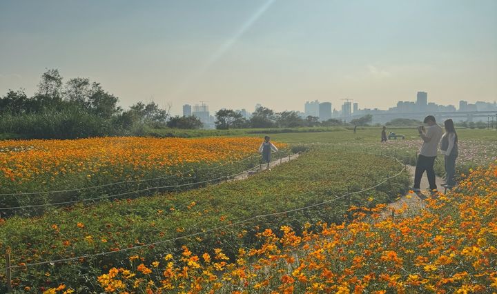 ▲午後駐足花海、向光而行。　圖：新北市政府水利局／提供