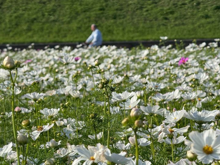 ▲安靜的城市角落，小白花靜靜開放。　圖：新北市政府水利局／提供