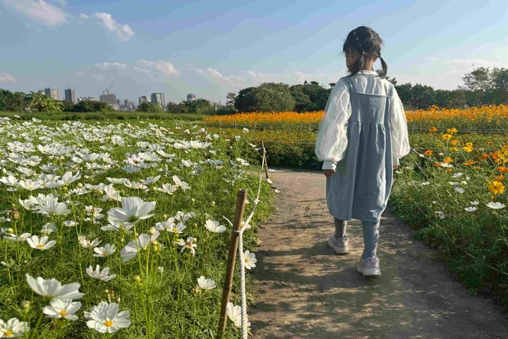 淡水河畔橘黃花海。　圖：新北市政府水利局／提供
