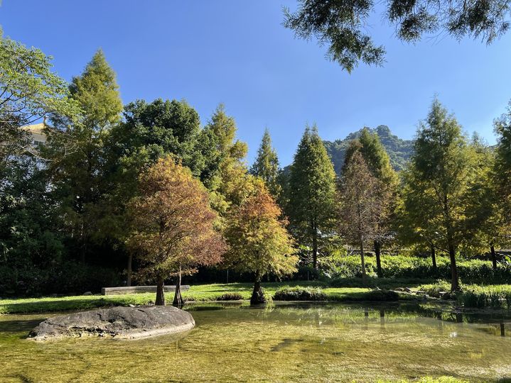▲后里、南屯、太平的落羽松接力轉色，打造城市的詩意風景。　圖：台中市政府建設局／提供