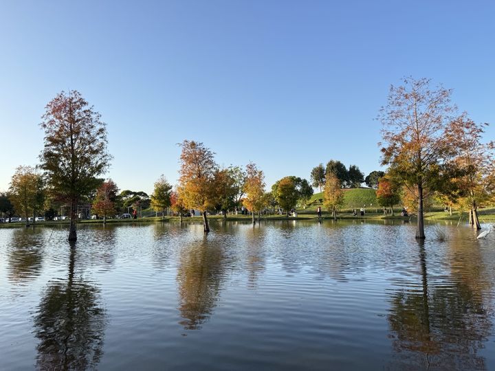 ▲后里環保公園落羽松倒影在水面上形成如詩如畫的景色。　圖：台中市政府建設局／提供