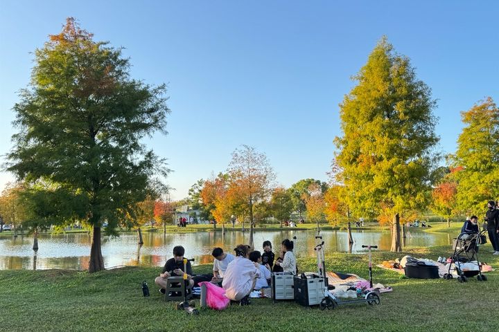愜意的在后里環保公園野餐欣賞落羽松美景。　圖：台中市政府建設局／提供