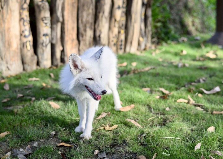 ▲「野森動物學校」打造南台灣唯一狐狸谷。　圖：高雄市政府觀光局／提供