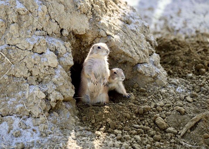 ▲土撥鼠探出頭來。　圖：高雄市政府觀光局／提供