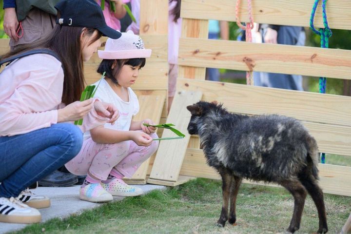 ▲小朋友在園區與迷你羊等溫馴可愛的動物們互動。　圖：高雄市政府觀光局／提供