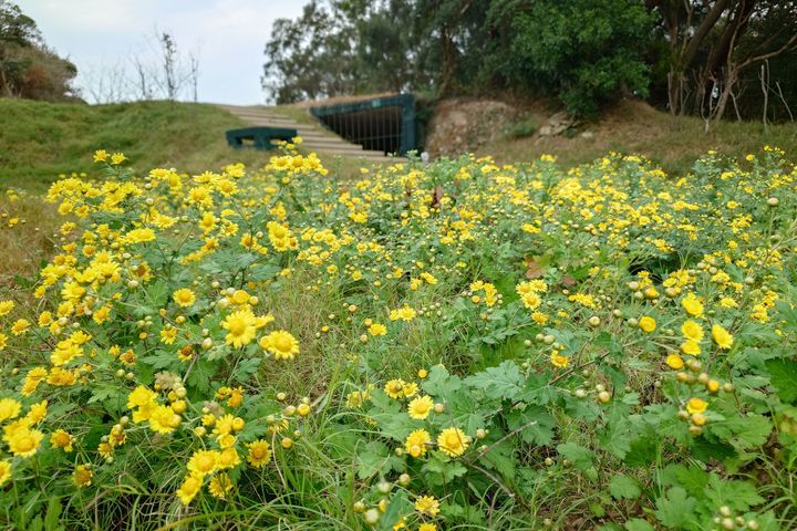 ▲四維生態園區-油菊與軍事遺址。　圖：馬祖國家風景區管理處／提供