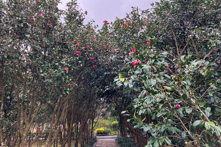▲美麗的茶花隧道，是台北茶花展不可錯過得重要觀賞重點。　圖：臺北市政府工務局／提供