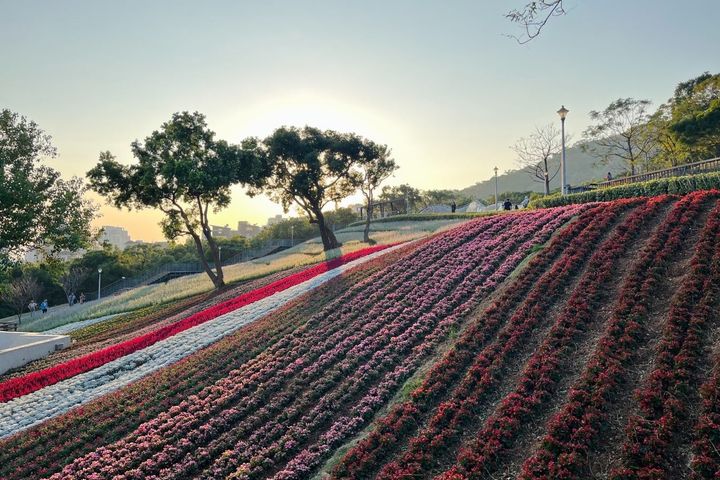  ▲三層崎花海有遼闊的條帶花海景觀。　圖：臺北市政府工務局／提供