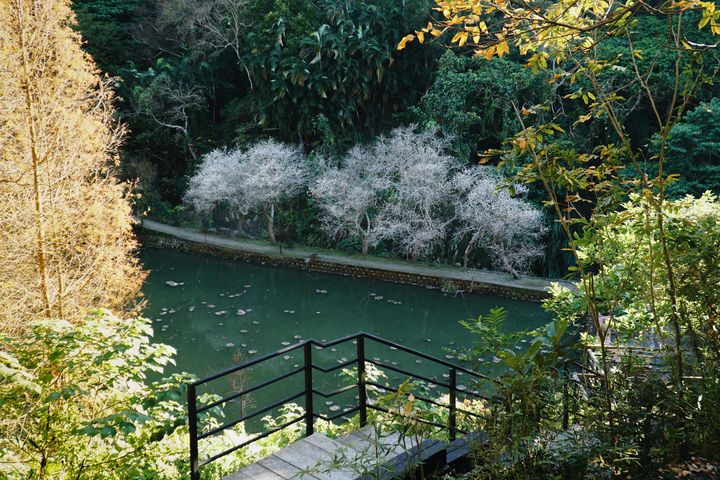 ▲華陶窯梅花秘境，落羽松與荷塘相輝映。　圖：苗栗華陶窯／提供