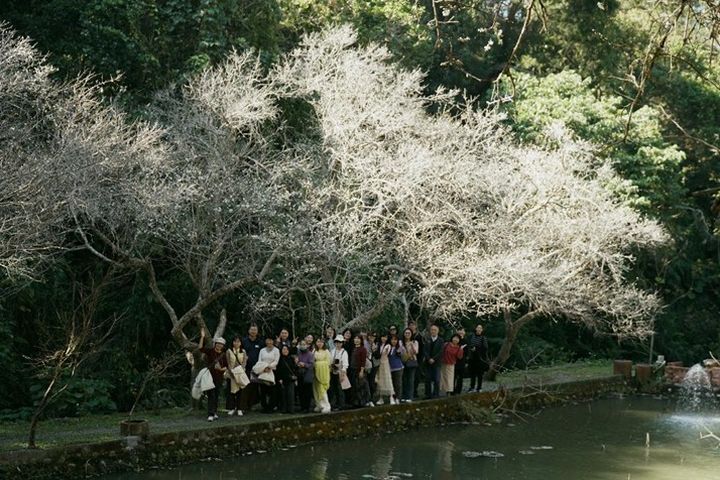 華陶窯梅花搶先開，遊客搶拍梅花勝景。　圖：苗栗華陶窯／提供 
