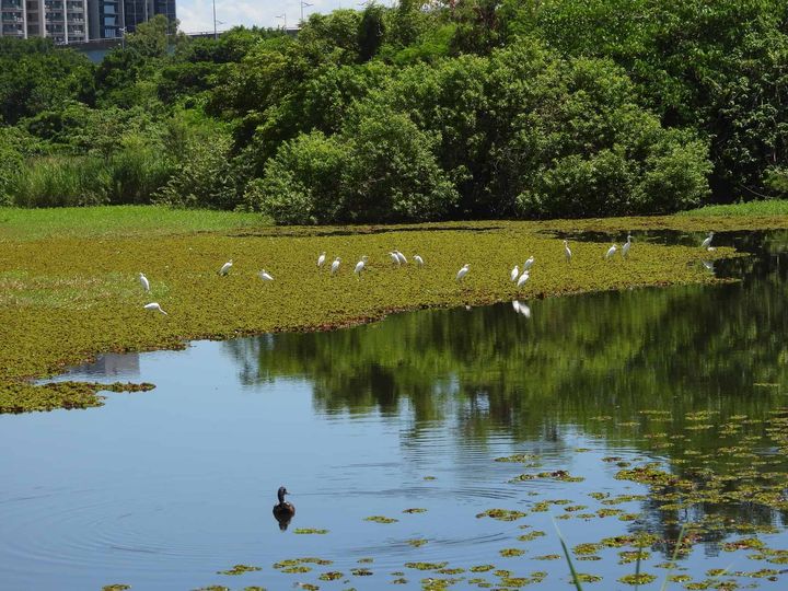 ▲白鷺鷥靜立水畔，倒映出洲仔濕地的自然和諧。　圖：高雄市政府工務局公園處／提供