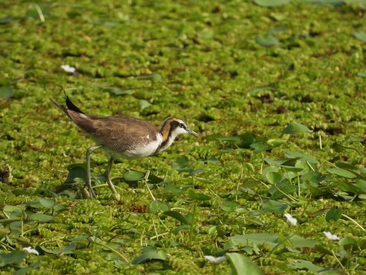 ▲水雉漫步於浮葉間，展現秋季濕地的優雅風姿。　圖：高雄市政府工務局公園處／提供