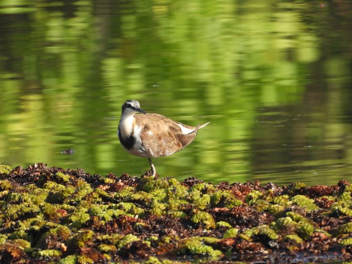 ▲綠意倒映的水面上，水雉現身水生植物間，構成濕地特有的生態畫面。　圖：高雄市政府工務局公園處／提供