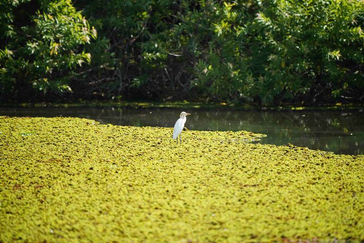 白鷺鷥靜立水面，彷彿時間凝結，只餘牠的身影停駐其中。　圖：高雄市政府工務局公園處／提供