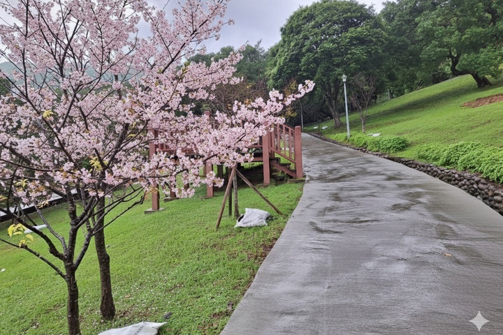 ▲嘎嘮別公園以櫻花植栽為主要景觀特色，呈現粉紅嘎嘮別的春季柔和細緻的花景樣貌（嘎嘮別公園櫻花景觀 AI 示意圖）。　圖：臺北市政府工務局／提供