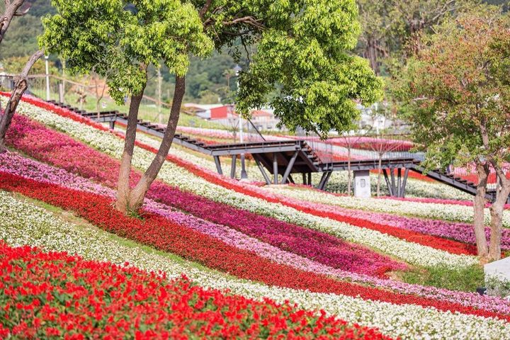 被譽為是「臺版富良野」的三層崎公園，順應坡地地形呈現層次花海，結合薰衣草、石竹等花卉勾勒大冠鷲圖騰，展現彩色三層崎的春日花海風景。　圖：臺北市政府工務局／提供