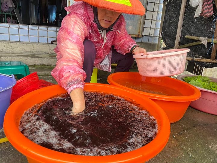 ▲紫菜採收後還需細心清除泥沙與雜質。　圖：新北市政府漁業及漁港事業管理處／提供