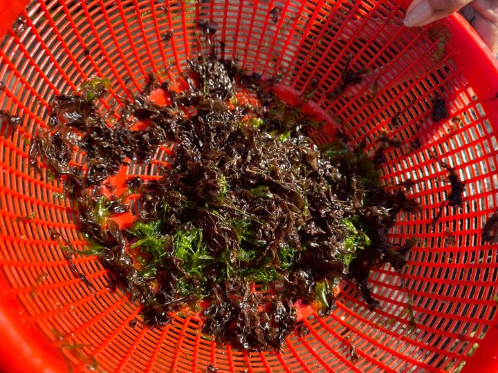 ▲東北角紫菜正當時。　圖：新北市政府漁業及漁港事業管理處／提供