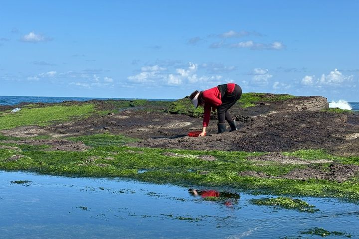 海女依循潮汐節奏，於礁岩密布的潮間帶尋找紫菜。　圖：新北市政府漁業及漁港事業管理處／提供