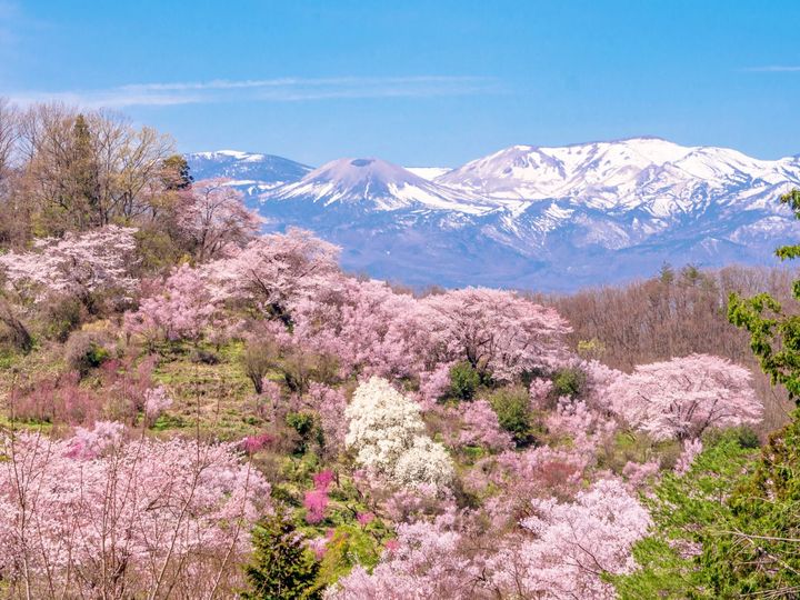 ▲太平洋旅行社精選日本各地最美櫻景，打造有別於市場的獨特賞櫻行程；圖為福島的花見山公園。　圖：一般社団法人福島市観光コンベンション協会／提供