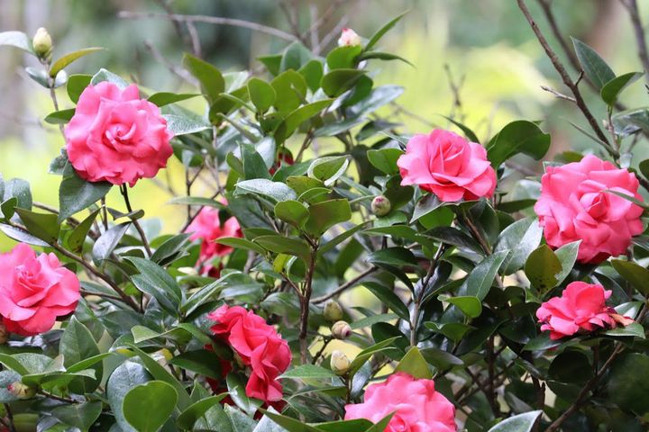 「台北茶花展」01/16開展（2025花卉展資料照）。　圖：臺北市政府工務局公園路燈工程管理處／提供