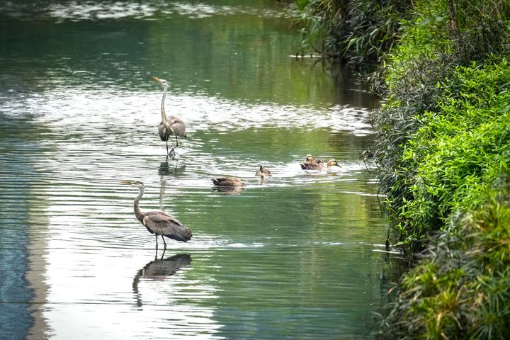 ▲蒼鷺耐心駐足靜等獵物，與花嘴鴨群悠閒戲水、覓食的和諧美景。　圖：新北市政府水利局／提供