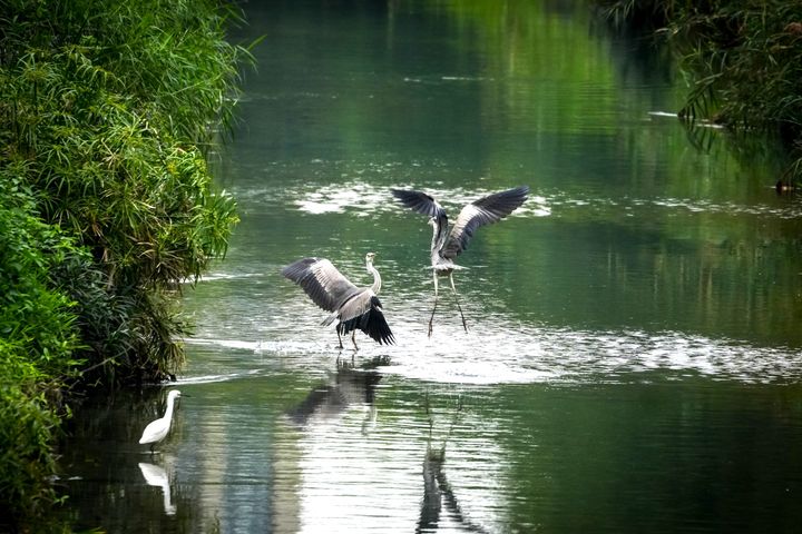 蒼鷺振翅欲做起飛。　圖：新北市政府水利局／提供