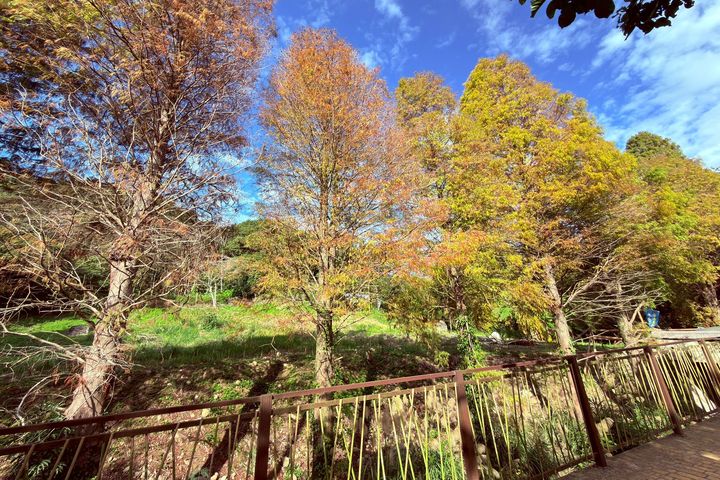 ▲新埔鎮「九芎湖步道群」，是結合健行與賞落羽松的熱門路線。　圖：新竹縣政府／提供