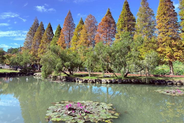 北埔「六塘」沿著周邊漫步，感受冬日微涼空氣與自然交織的景色，是攝影愛好者與情侶喜愛的賞落羽松秘境。　圖：新竹縣政府／提供