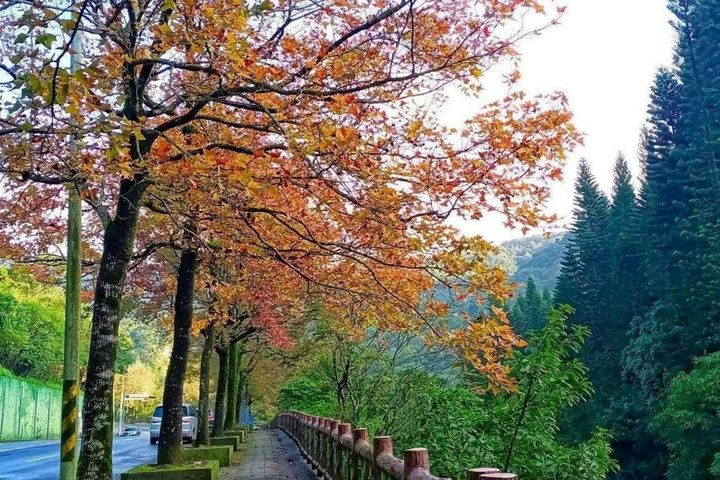 ▲至善路三段楓香。　圖：臺北市政府工務局公園路燈工程管理處／提供