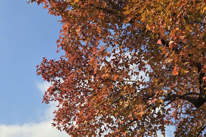 楓香－台灣最具代表性的原生落葉喬木（中山21號廣場）。　圖：臺北市政府工務局公園路燈工程管理處／提供