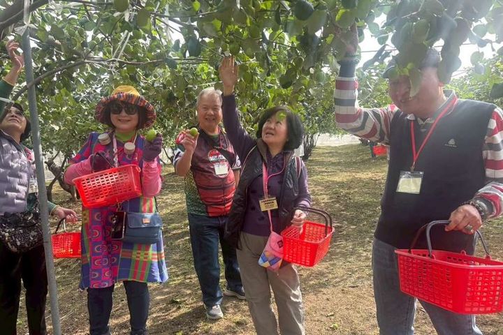 ▲楠西蜜棗採果體驗。　圖：梅嶺休閒農業協會黃貴珍理事長／提供