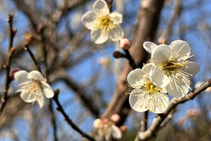 梅嶺的梅花陸續綻放。　圖：梅嶺休閒農業協會黃貴珍理事長／提供